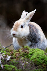 Fototapeta premium 野生のウサギ -うさぎの楽園 大久野島-