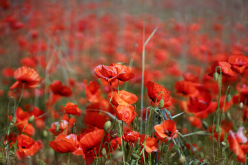 Poppy flower field. The forbidden flower is a soft drug. Summer background.