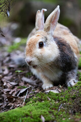 野生のウサギ -うさぎの楽園 大久野島-