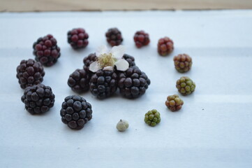 Berry of Eurasian Blackberry, Rubus plicatus.