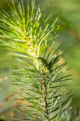 Naklejka na ściany i meble christmas tree with pine cone on blurred bright green background, anti-covid, vertical format