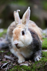 Fototapeta premium 野生のウサギ -うさぎの楽園 大久野島-