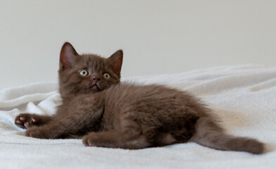 Cute dark chocolate british shorthair kitten. Selective focus
