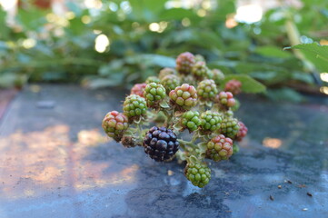 Berry of Eurasian Blackberry, Rubus plicatus.