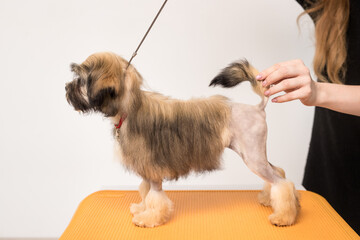 Brown Bichon Lion stands in a rack