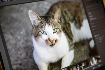 パソコン画面の中の猫の写真