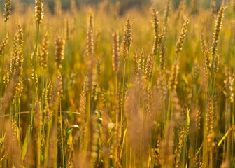 Wheat crop