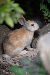 野生の仔ウサギ -うさぎの楽園 大久野島-