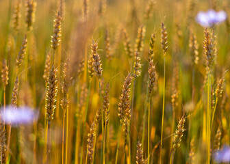 Fototapeta premium Wheat crop