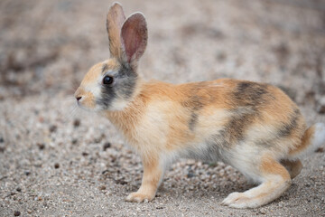 野生の仔ウサギ -うさぎの楽園 大久野島-