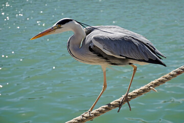 Tuscany, Maremma, Castiglione della Pescaia, a gray heron walks along the canal of the port, among tourists