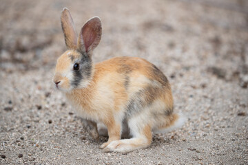 野生の仔ウサギ -うさぎの楽園 大久野島-