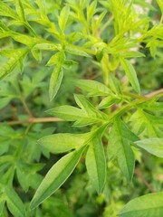 Green leaves in the morning today