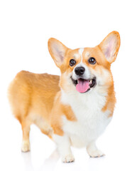 Welsh corgi Pembroke dog standing in a studio and looking at the camera isolated on white background