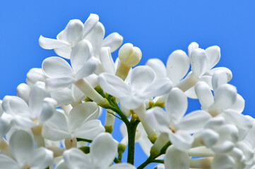 white flowers on blue sky