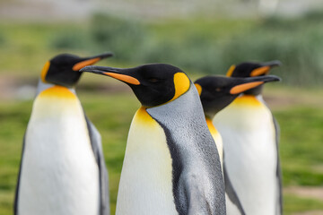 Fototapeta premium King Penguins, Fortuna Bay, South Georgia