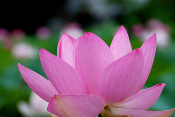 Fototapeta premium giant pink lotus in the pond (close up macro) / 大輪のハスの花（大賀ハス）- 早朝の咲き始め, クローズアップ接写
