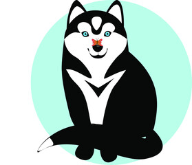 black dog husky on a light blue background