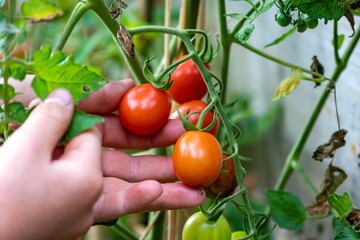 Child hand of a little farmer harvesting organic tomatoes in its own garden checking ripe tomatoes and unripe vegetables as healthy food and healthy nutrition for fresh and tasty vegan meals