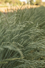 Field of wild cocksfoot bluegrass plant stalks