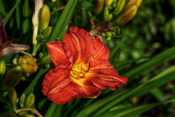 orange hibiscus flower