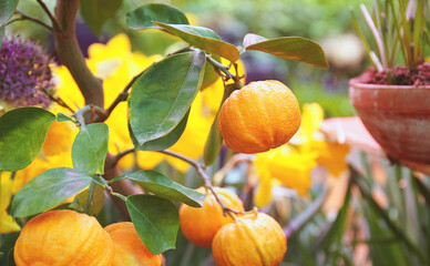 Juicy citrus fruits on a bush in the greenhouse