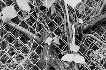 金網から突き出る植物