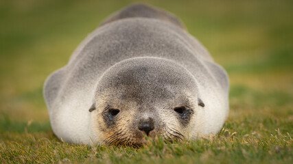 baby fur seal, Fortuna Bay,