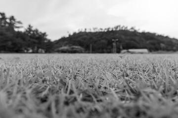 モノクロの草むらと曇り空
