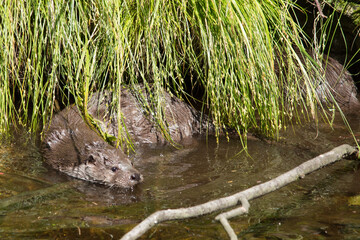Fischotter am Flussufer