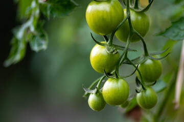 Cherry tomatoes grown at home and ripening and hanging in the vegetable garden as organic food and organic vegetables for a healthy nutrition without pesticides for vegetarians and vegans cultivated