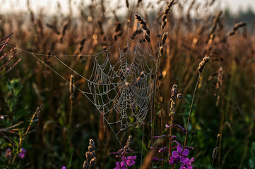 Spiderweb and dew on the grass