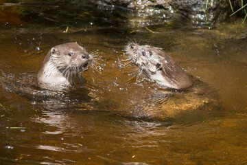 zwei Fischotter im Fluss 