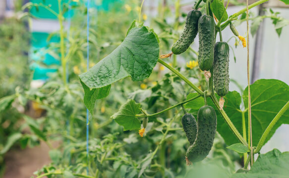 Homemade Cucumbers Grow On Stems. Selective Focus.