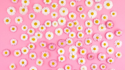 Spring flowers banner, white chamomiles on pink background