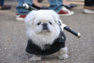 京都の忍者犬
