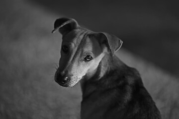sad puppy mutts / small dog portrait, looking at the camera