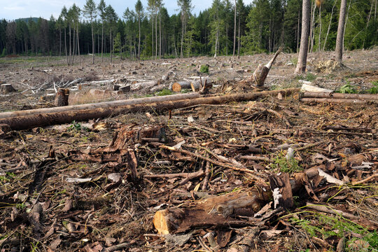 Deforested area in July 2020 - Stockphoto