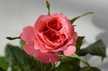 Roselina rosa 