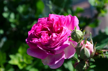Rosa da giardino con boccioli