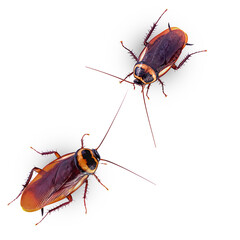 close-up cockroach isolated on white background(top view)