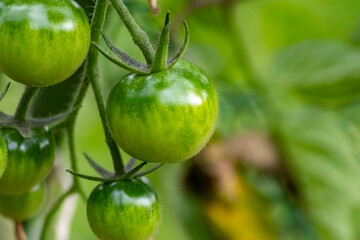 Cherry tomatoes grown at home and ripening and hanging in the vegetable garden as organic food and organic vegetables for a healthy nutrition without pesticides for vegetarians and vegans cultivated