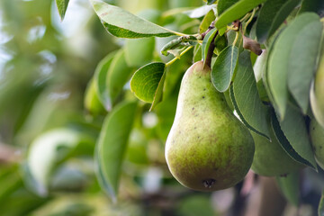 Delicious fresh pears ripening and hanging on a pear tree in an organic agriculture for vegetarians and frutarians as well as vegans for healthy nutrition with vitamins and seasonal food and fruit