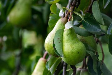 Delicious fresh pears ripening and hanging on a pear tree in an organic agriculture for vegetarians and frutarians as well as vegans for healthy nutrition with vitamins and seasonal food and fruit