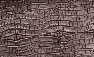 Fototapeta premium crocodile leather texture background