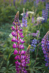 purple flowers in the garden