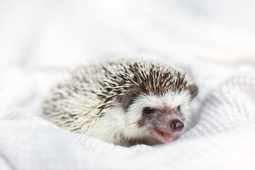decorative adorable African white- bellied hedgehog on white knitted background.