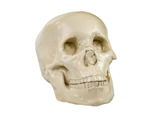 Image of human's skull on isolated white background