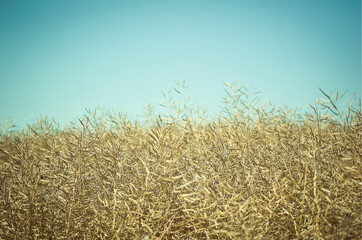 Raps, getrockneter Raps der für die Ernte bereit ist; erntereifer Raps für die Ölgewinnung;