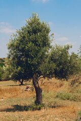 Olive tree in the Provence, Turkey